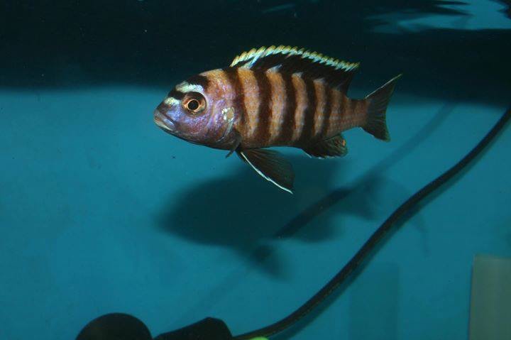 Maylandia sp. 'patricki' Jalo Reef